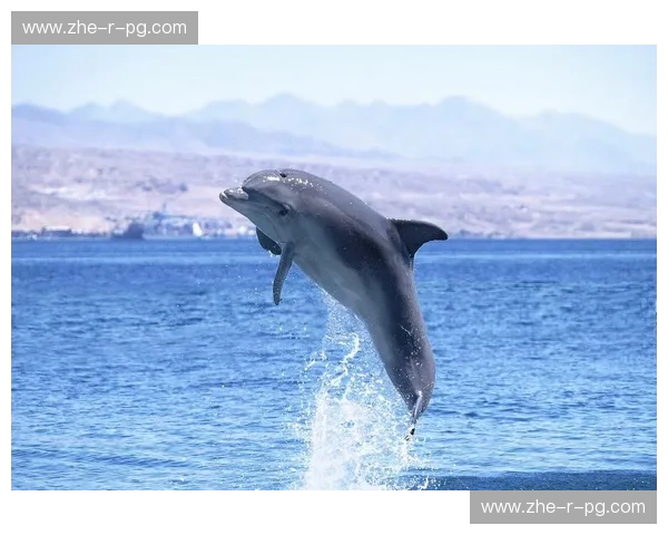 前瞻跳水——一跃而下，拥抱未来的可能